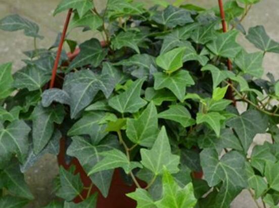 常青藤除甲醛嗎，每平方米可吸收甲醛1.48毫克