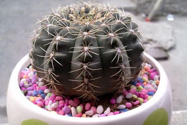 仙人球的養(yǎng)殖方法，養(yǎng)好仙人球做好以下5點最關(guān)鍵