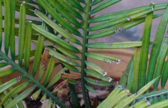 鐵樹有哪些病蟲害，鐵樹病蟲害防治