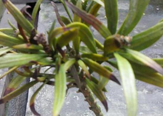 羅漢松葉子發(fā)黃怎么辦，羅漢松葉子發(fā)黃解決辦法