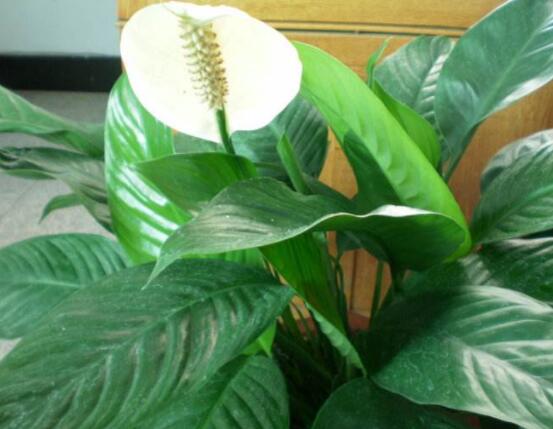 一帆風(fēng)順蔫了怎么補救，四種原因以及補救辦法