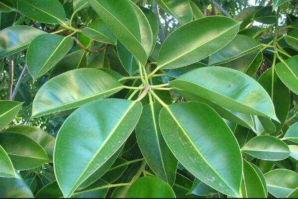 橡皮樹泡水生根的方法，3個步驟讓你橡皮樹深根固柢