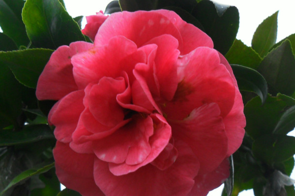 茶花秋天會(huì)開(kāi)花嗎