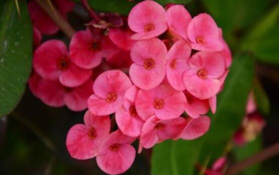 虎刺梅的養(yǎng)殖方法，老農總結六大最實用基本養(yǎng)殖技巧