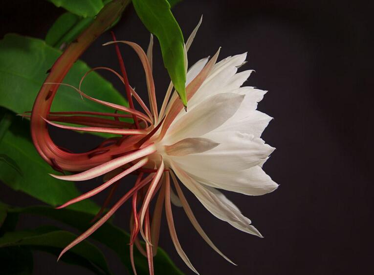 曇花種子種植方法，白天接受足夠的光照晚上才能開花