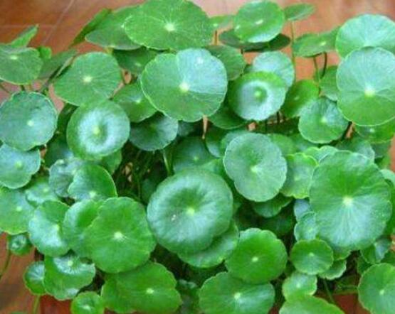水培銅錢草葉子發(fā)黃怎么辦，四種原因以及解決方法