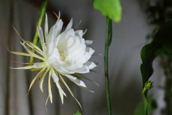 曇花的四季養(yǎng)護，一年四季不同的養(yǎng)護方法