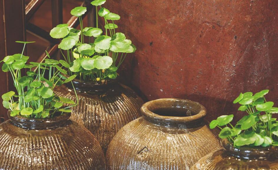 銅錢草放在什么位置好，放在陽臺上最合適