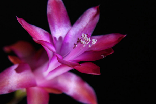 蟹爪蘭怎么養(yǎng)才能開(kāi)花