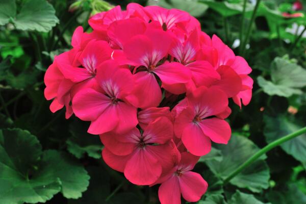 天竺葵泡水生根方法，3步即可天竺葵的水培