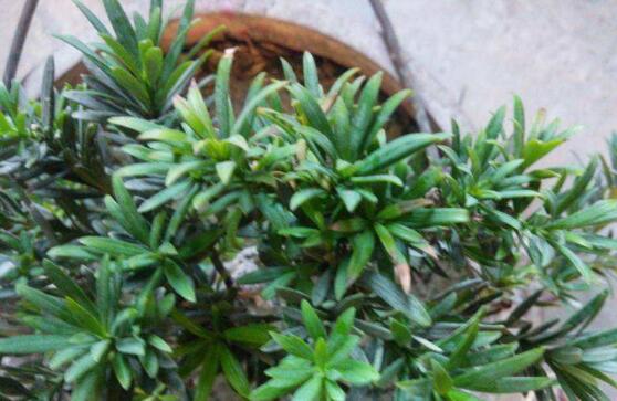 羅漢松葉子發(fā)黃怎么辦，羅漢松葉子發(fā)黃解決辦法