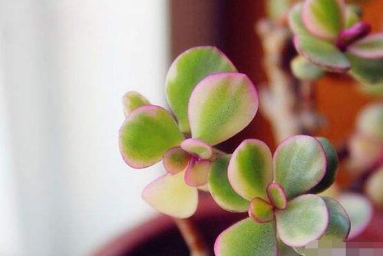 雅樂(lè)之舞的養(yǎng)殖方法和注意事項(xiàng)，老農(nóng)總結(jié)最實(shí)用八大養(yǎng)殖方法