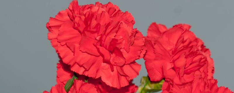 康乃馨插在水里怎么養(yǎng)