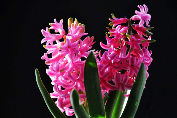 風(fēng)信子花敗后怎么處理，保存種球來年煥活開花