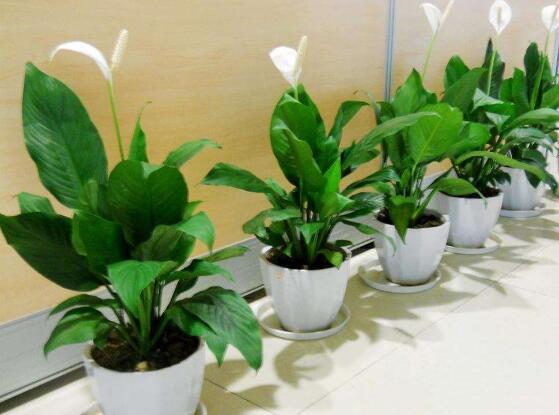 盆栽一帆風順怎么養(yǎng)，教你八個方法便可爆盆