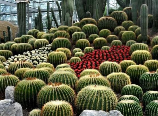 仙人掌適合在室內(nèi)養(yǎng)嗎，吸收輻射、釋放氧氣