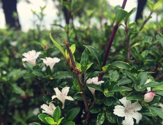 六月雪如何養(yǎng)，老農(nóng)總結(jié)最實用六大基本養(yǎng)殖方法