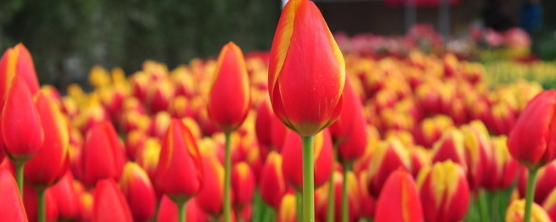 郁金香長(zhǎng)蟲怎么辦