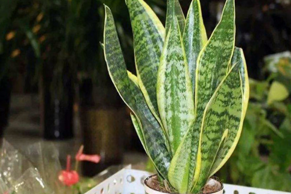 虎皮蘭夏天能曬太陽(yáng)嗎