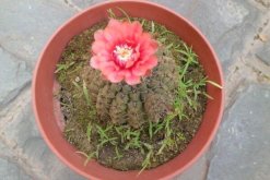 仙人球不開(kāi)花是怎么回事，可能是光照、養(yǎng)分不足導(dǎo)致