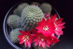 仙人球放在臥室好嗎，仙人球放臥室的5大好處