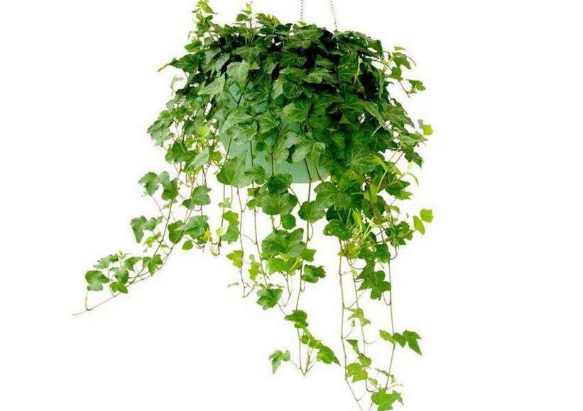 常春藤有什么作用，綠化環(huán)境又凈化空氣