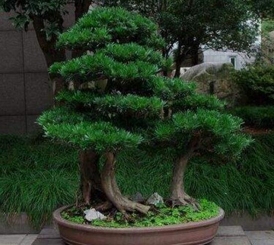 盆栽羅漢松怎么養(yǎng)，盆栽羅漢松養(yǎng)殖方法