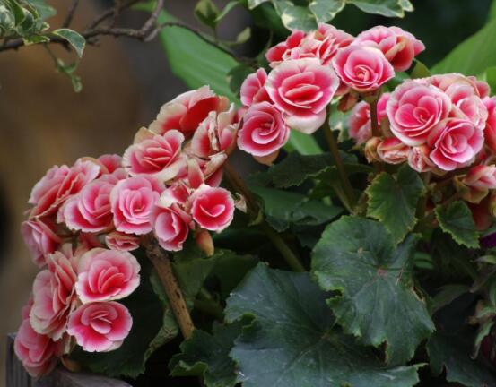 仙客來休眠多長時間，不同環(huán)境不同休眠期(夏季)