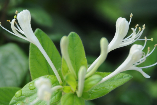 金銀花果實能直接吃嗎