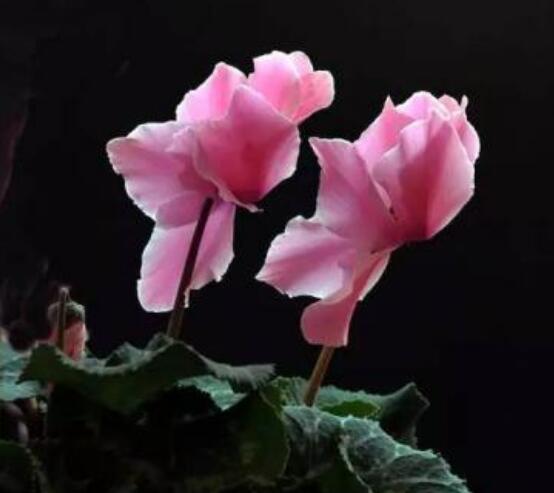 仙客來突然蔫了怎么辦，主要就是光照和澆水不當(dāng)導(dǎo)致