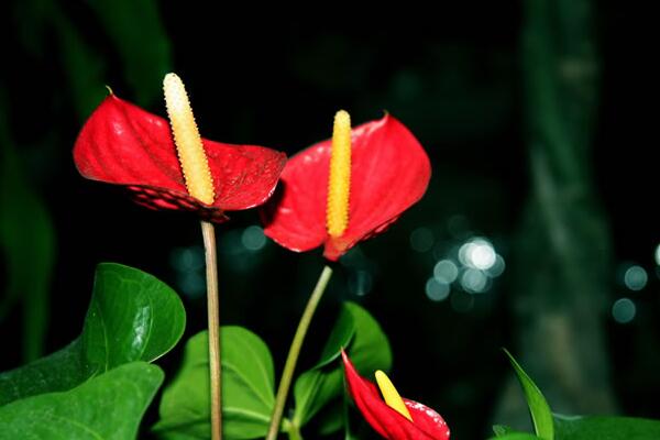 紅掌的寓意是什么，大展宏圖、火熱與希望