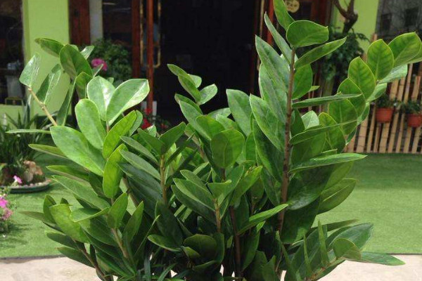 金錢(qián)樹(shù)怎樣配土