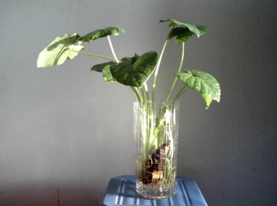 水培萬年青的養(yǎng)殖方法和注意事項(xiàng)，學(xué)會(huì)以下三個(gè)步驟即可