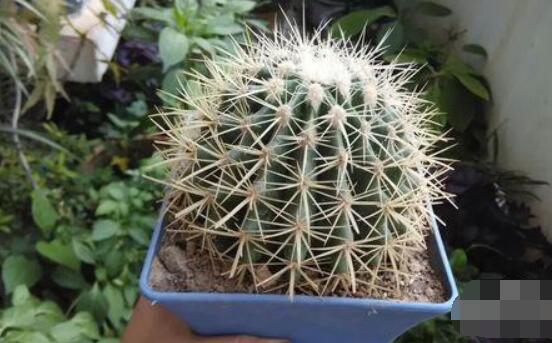 小仙人球澆水多少毫升，澆水的量一般以100-200毫升為準(zhǔn)