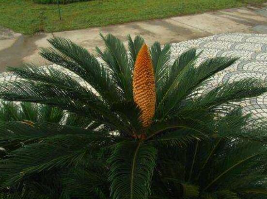 鐵樹開花好不好，象征著幸福、吉祥、富貴