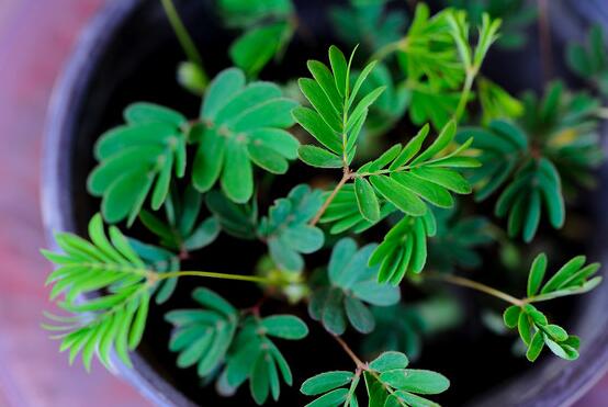 含羞草怎么養(yǎng)殖，老農總結最實用五個養(yǎng)殖要點