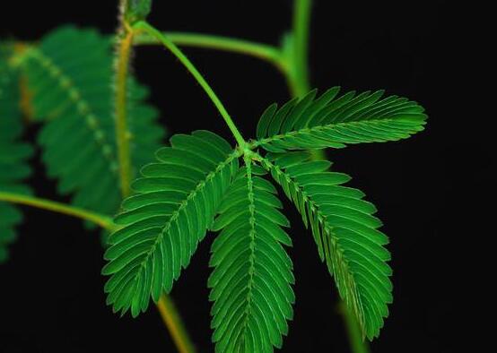 含羞草有什么功能，趣味性十足、預(yù)測天氣、凈化空氣