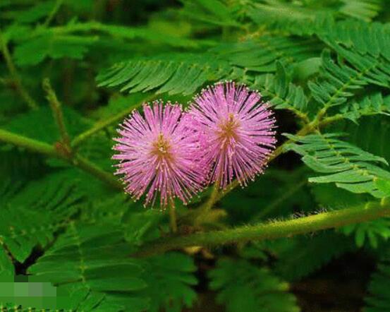 養(yǎng)含羞草對(duì)人體有害嗎，含有輕微的毒性/無(wú)害(放心養(yǎng)殖)