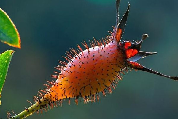 金櫻子與梔子怎樣區(qū)分