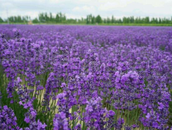 薰衣草精油的功效與用法，美容養(yǎng)顏、舒緩心情