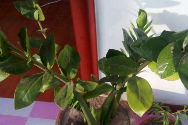 金錢樹秋冬季節(jié)怎么養(yǎng)