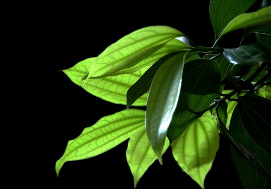 如何給平安樹松土，以樹干為中心、沿周圍輕鏟