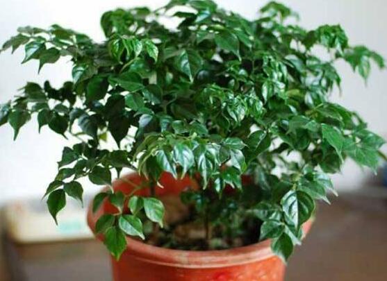 幸福樹擺放禁忌，盤點幸福樹五大擺放禁忌