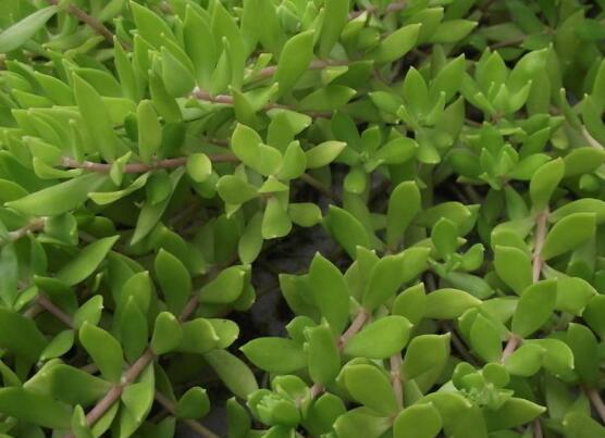 玉樹的風水作用，不僅除邪聚財氣還可以逢兇化吉