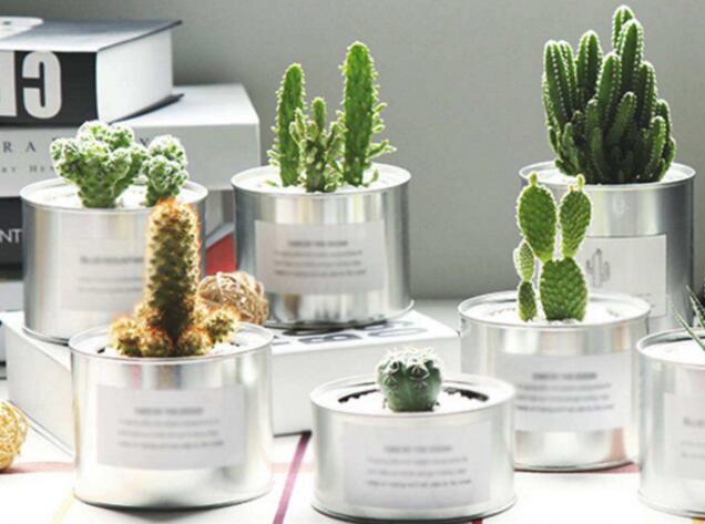 仙人掌的養(yǎng)殖方法和注意事項(xiàng)，小白都能學(xué)會的種植方法和技巧