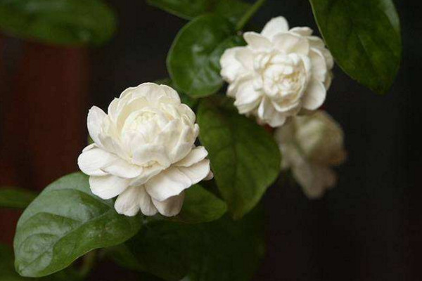 虎頭茉莉有毒嗎，沒有毒性可以方向養(yǎng)護(hù)