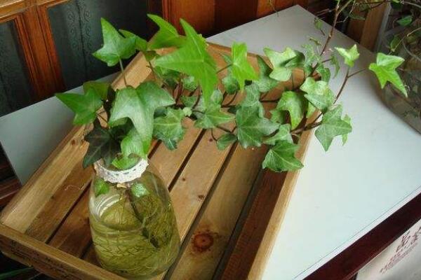 夏天常春藤怎么養(yǎng)，常春藤夏季養(yǎng)5大要點