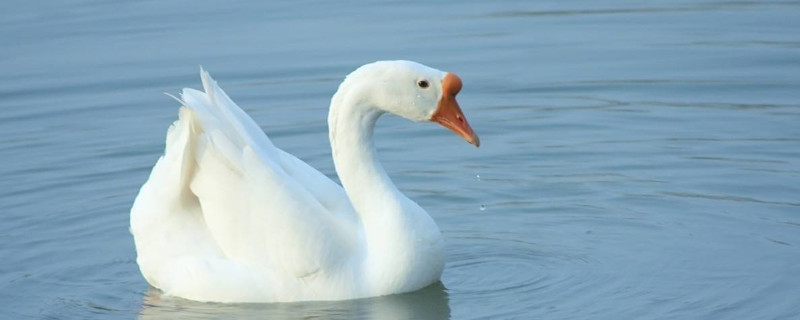 養(yǎng)鵝技術(shù)和疾病預(yù)防