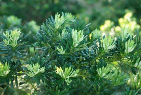 羅漢松葉子發(fā)黃怎么辦，羅漢松葉子發(fā)黃解決辦法