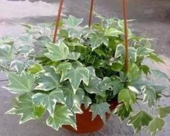 怎樣讓常春藤長(zhǎng)得快，教你六個(gè)要點(diǎn)生長(zhǎng)枝繁葉茂